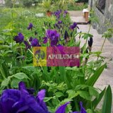 Vila de vanzare in Poiana Campina